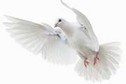 گسسته پرواز دل در آسمان خاطره‌ها Severed A Soul’s Flight Through the Sky of Memories